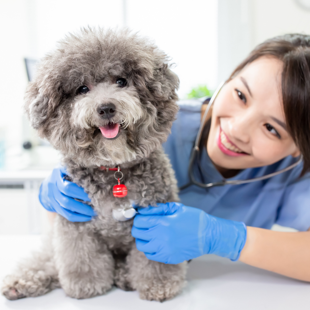 寵物醫院空氣凈化器租賃 寵物醫院空氣凈化器租賃